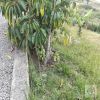 Venta de finca en Pasto - Vereda pedregal / chahcagui