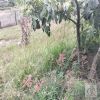 Venta de finca en Pasto - Vereda pedregal / chahcagui