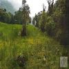 Venta de lote rural en Buesaco - Buesaco - san ignacio